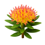 Rhodiola rosea-Extrakt